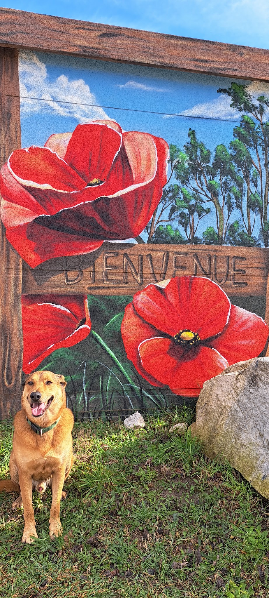 Petsitter Sophiélla, garde d animaux à votre domicile — photo