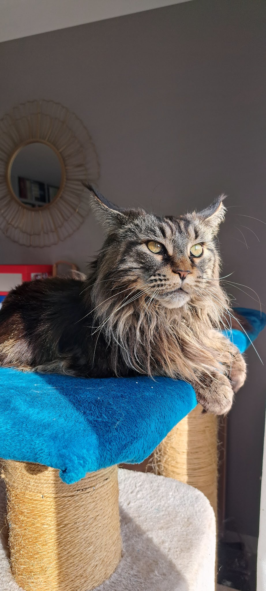 Petsitter Sophiélla, garde d animaux à votre domicile — photo