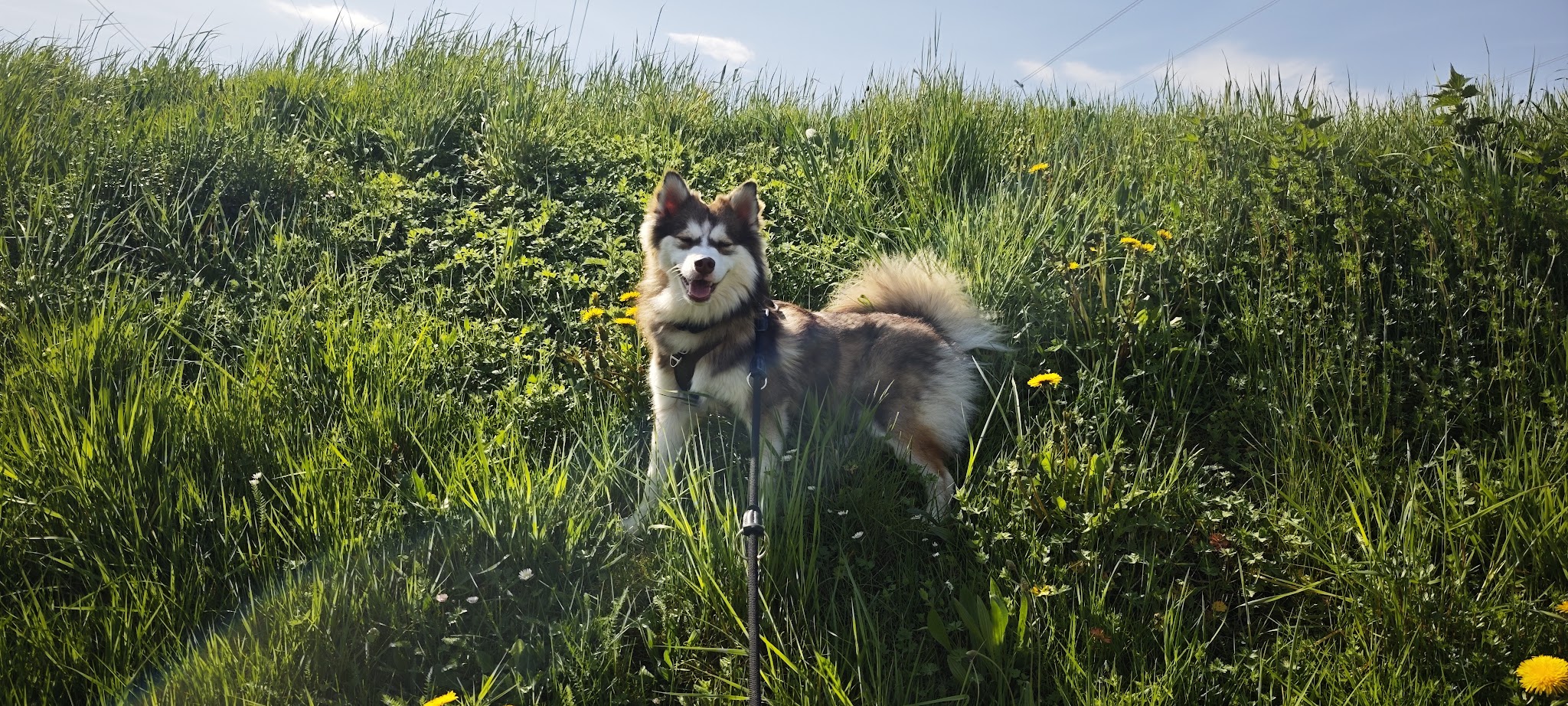 Educateur canin bien-être - Ariane