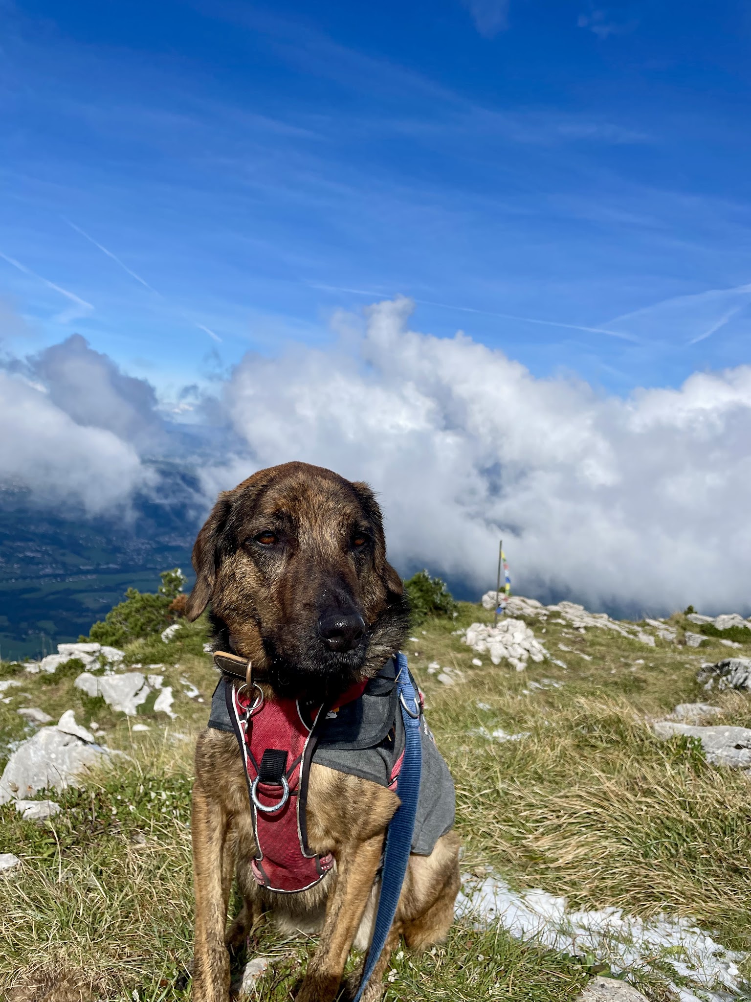Educateur canin bien-être - Ariane — photo