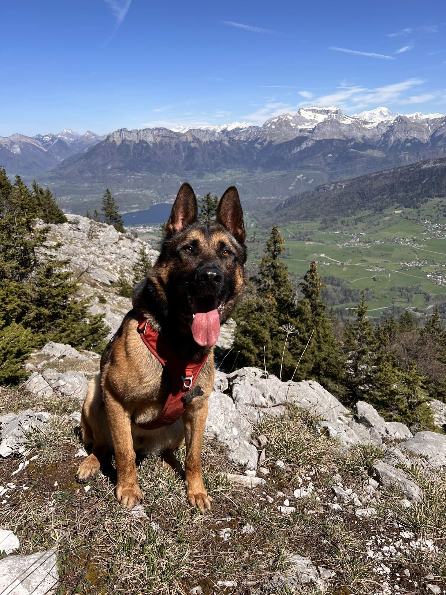 Educateur canin bien-être - Ariane — photo