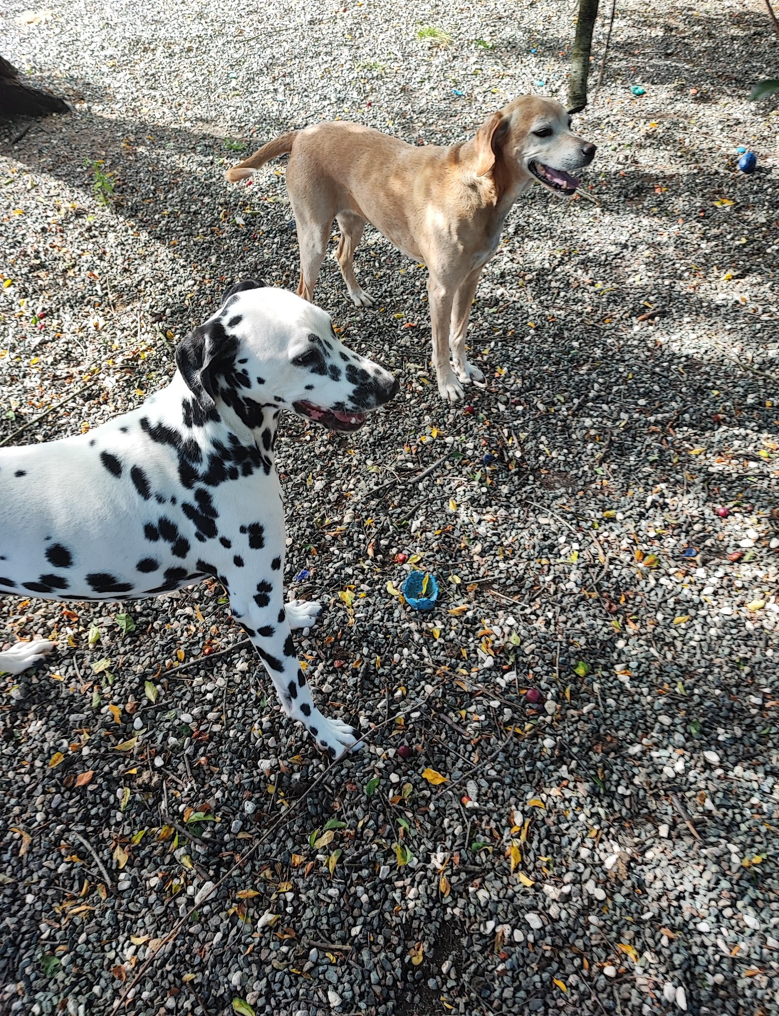 Elevage - Pension Canine et Féline : Les Perles Divines — photo