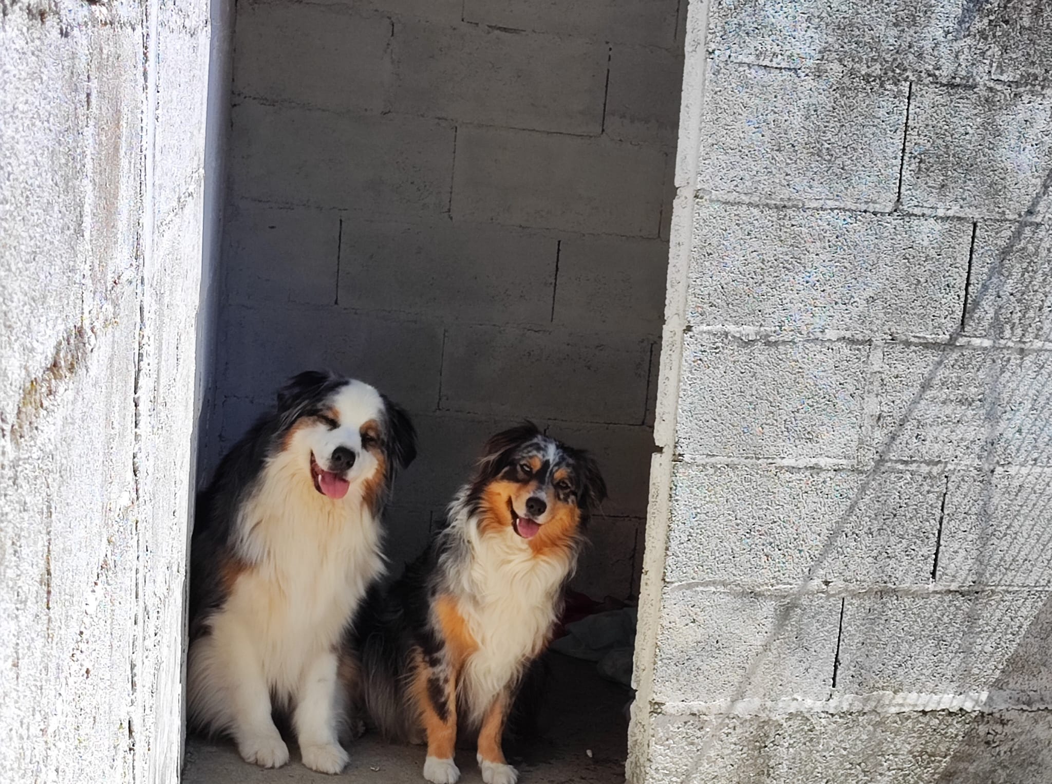 Elevage - Pension Canine et Féline : Les Perles Divines