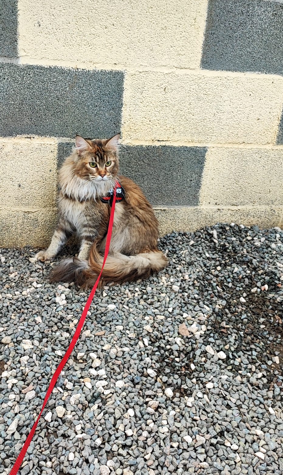Elevage - Pension Canine et Féline : Les Perles Divines — photo