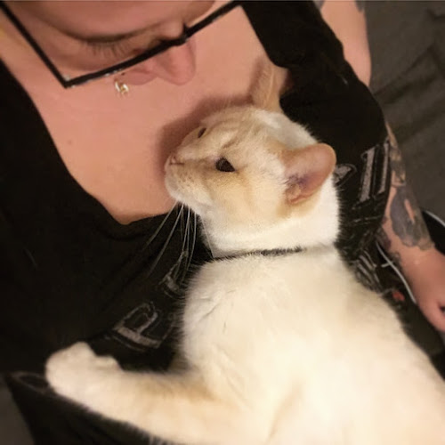 Miaou Superstar