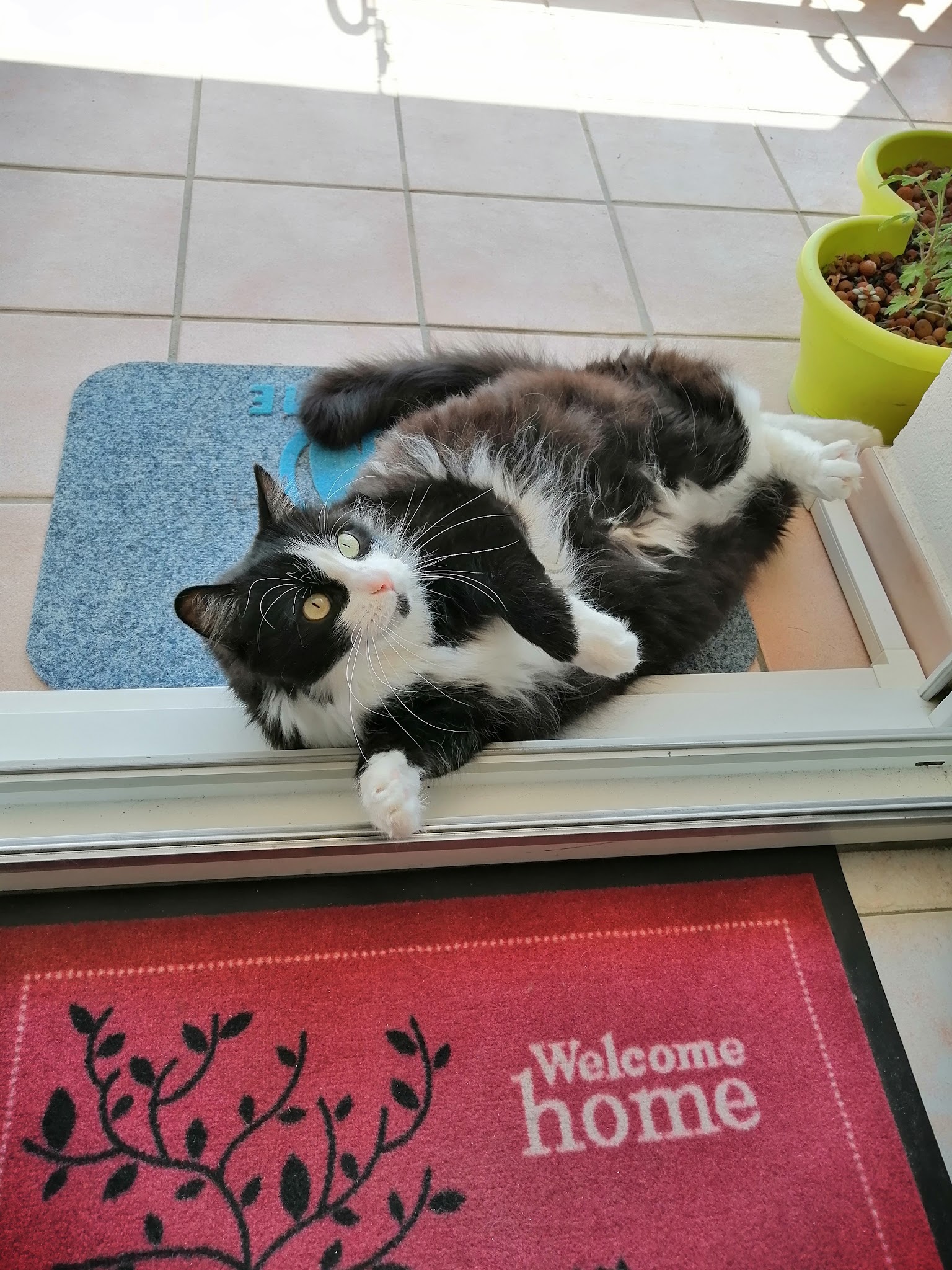 Miaou Superstar — photo