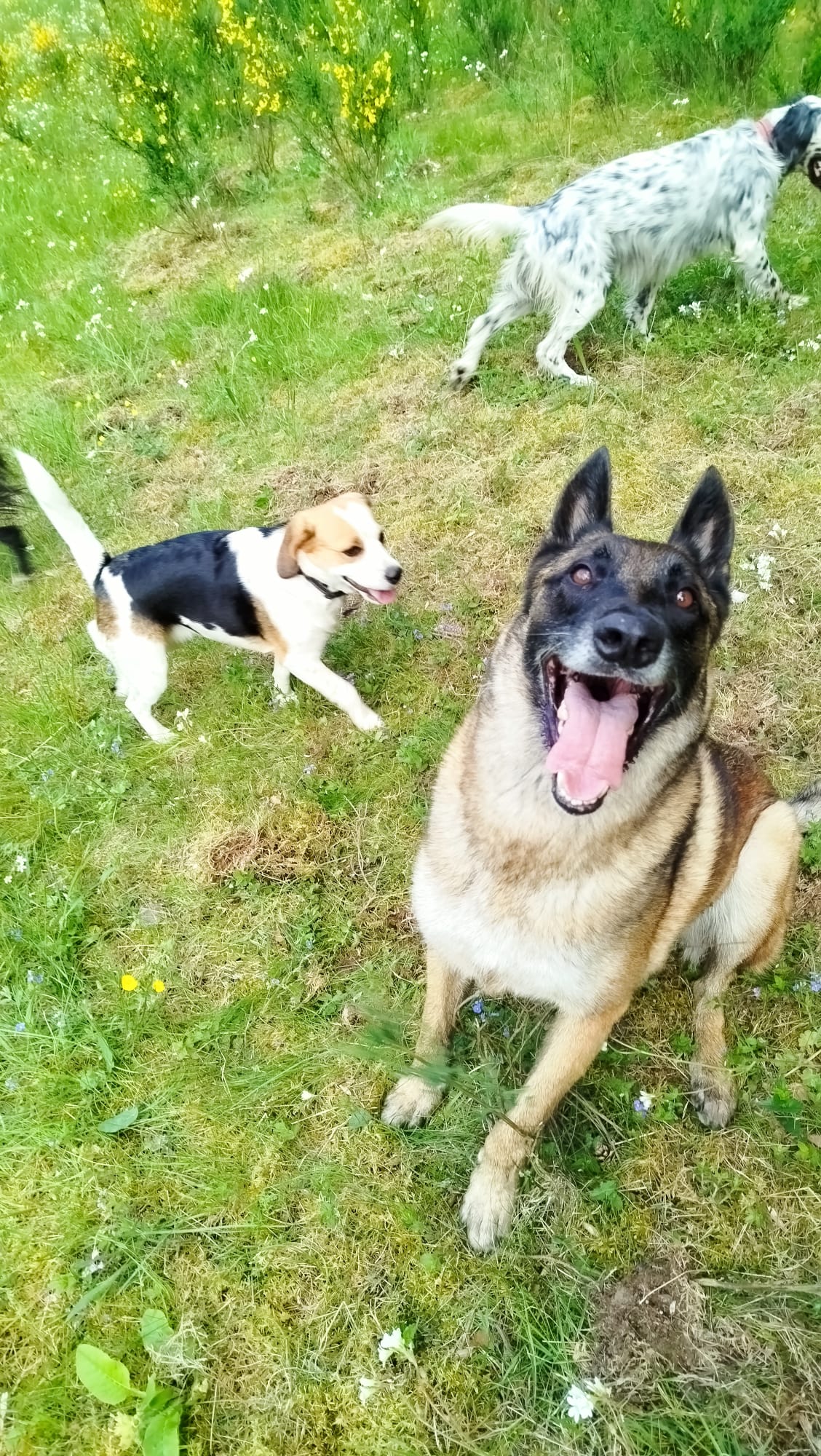 Garde à Woofs - Garde à Mious - Pension canine et féline Nord Ardèche — photo