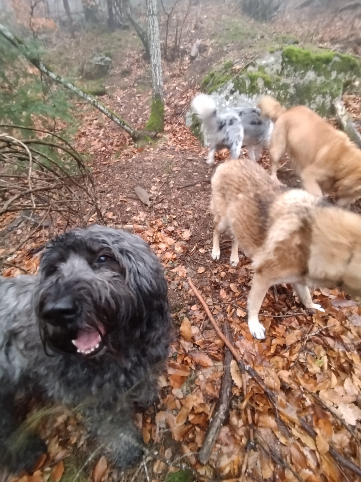 Garde à Woofs - Garde à Mious - Pension canine et féline Nord Ardèche — photo