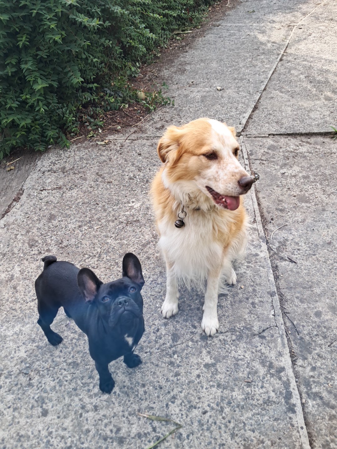 Truffe et Triskell — photo