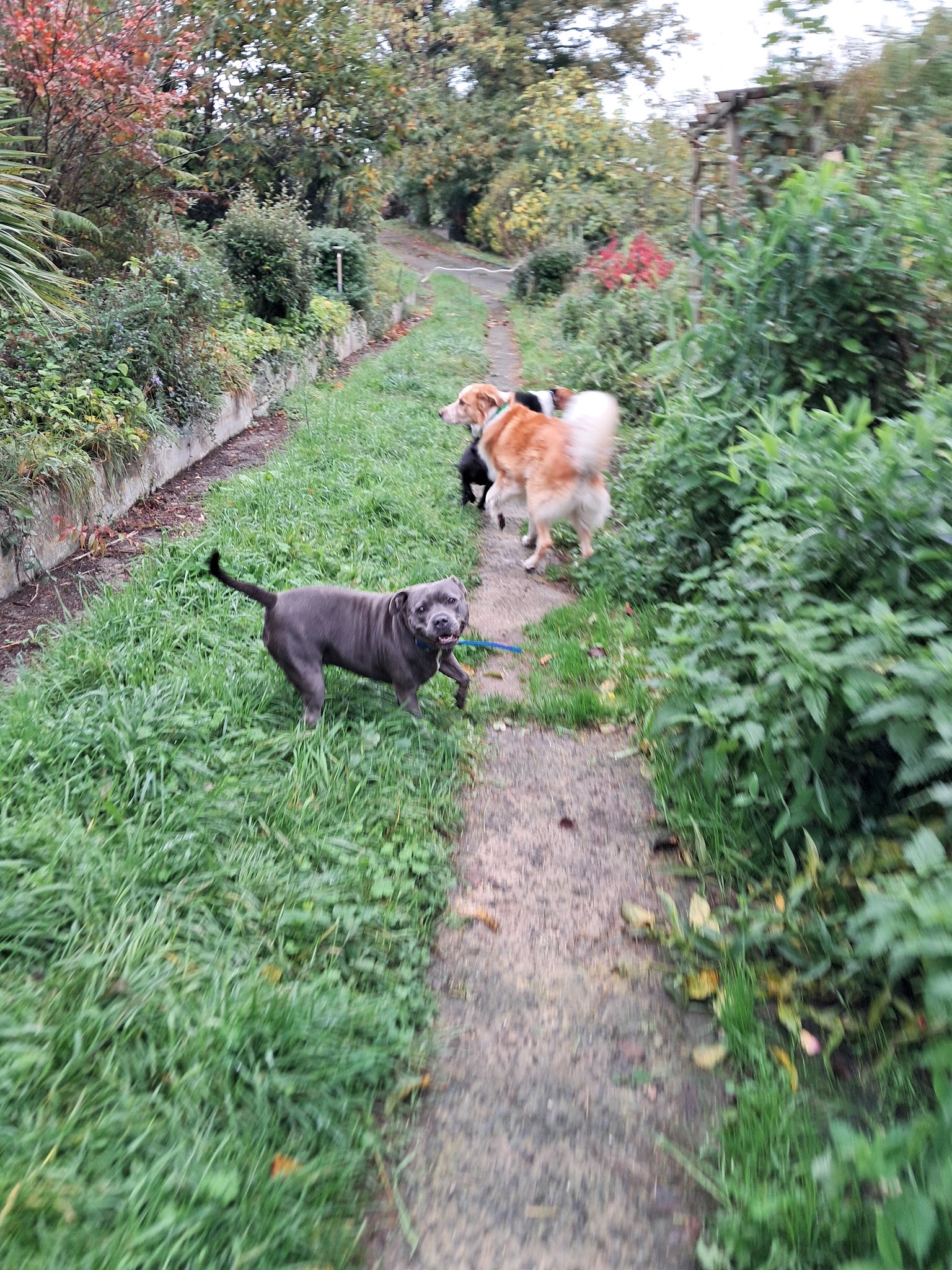 Truffe et Triskell
