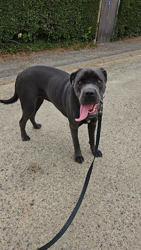 Murmure dog