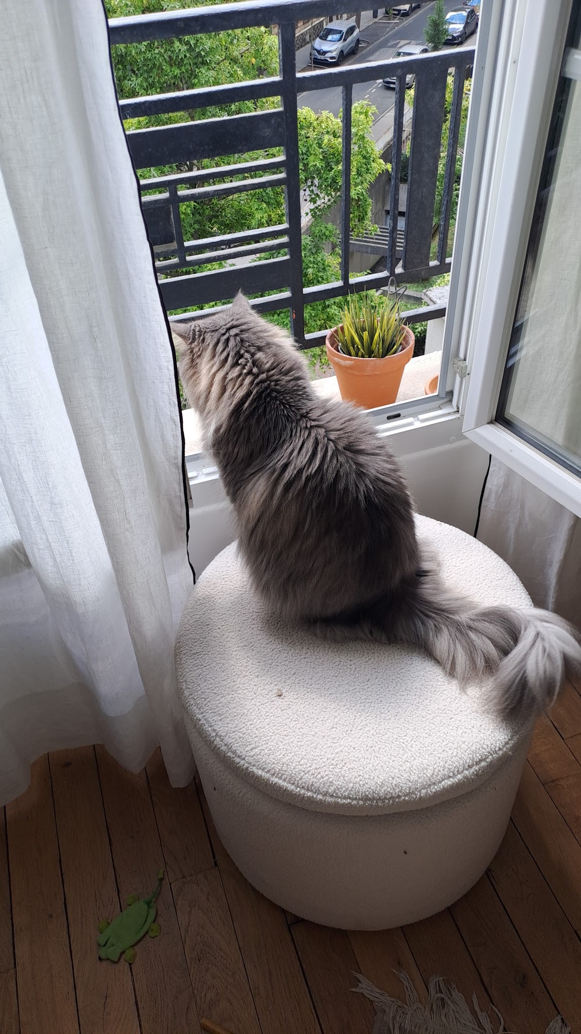 Comme chez eux, petsitting — photo