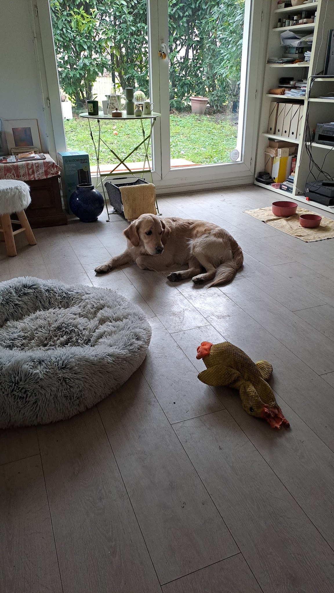 Comme chez eux, petsitting — photo