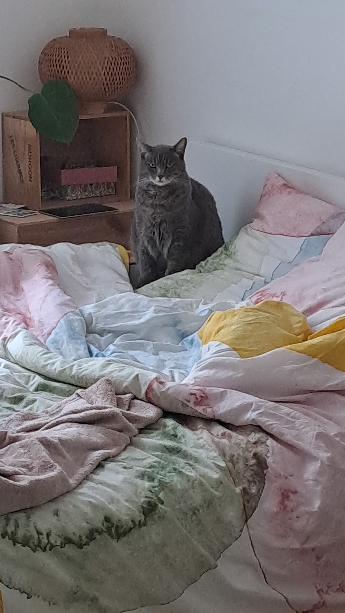 Comme chez eux, petsitting — photo