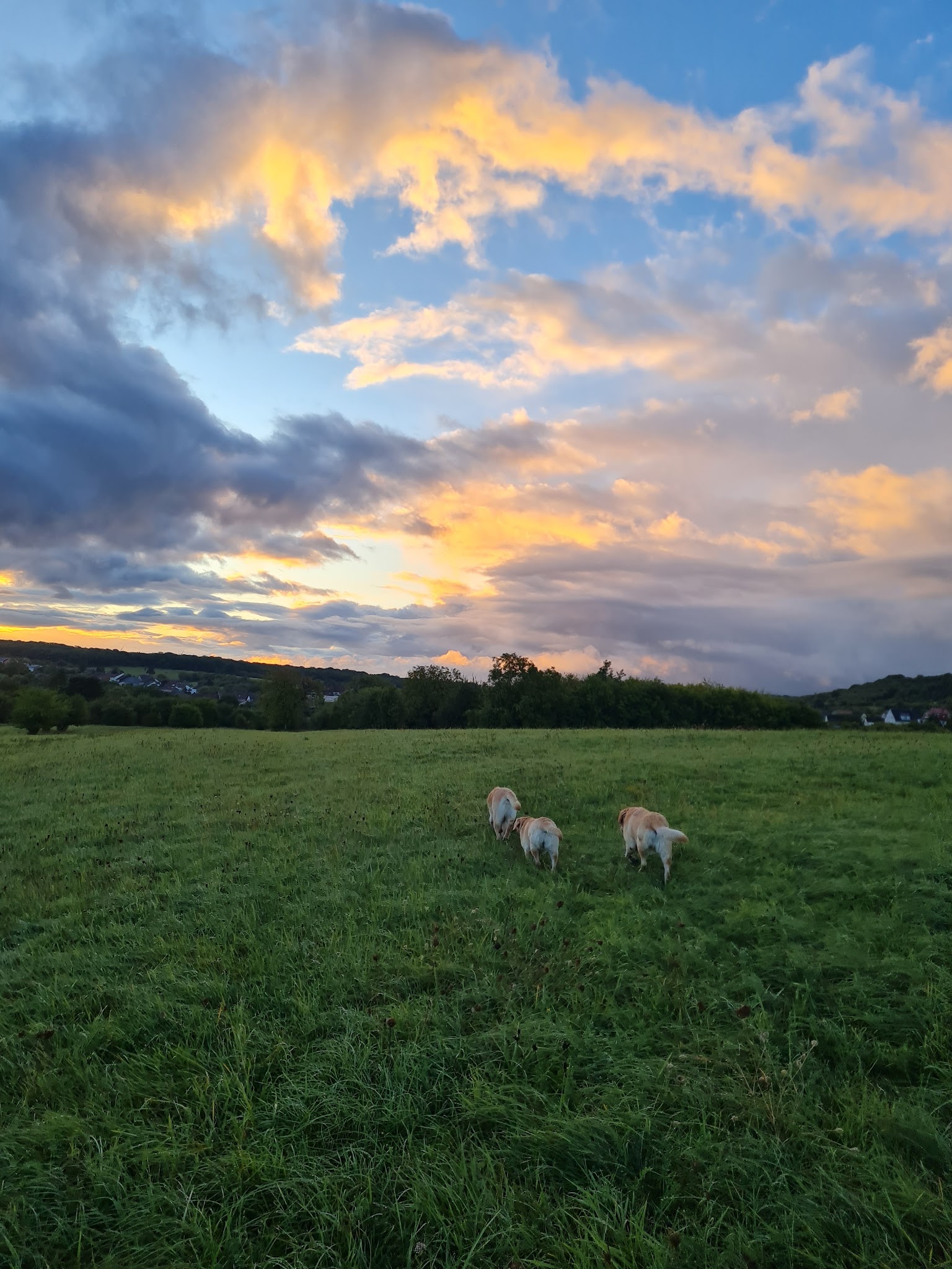 Pfotenglück vom Apfeltal — photo