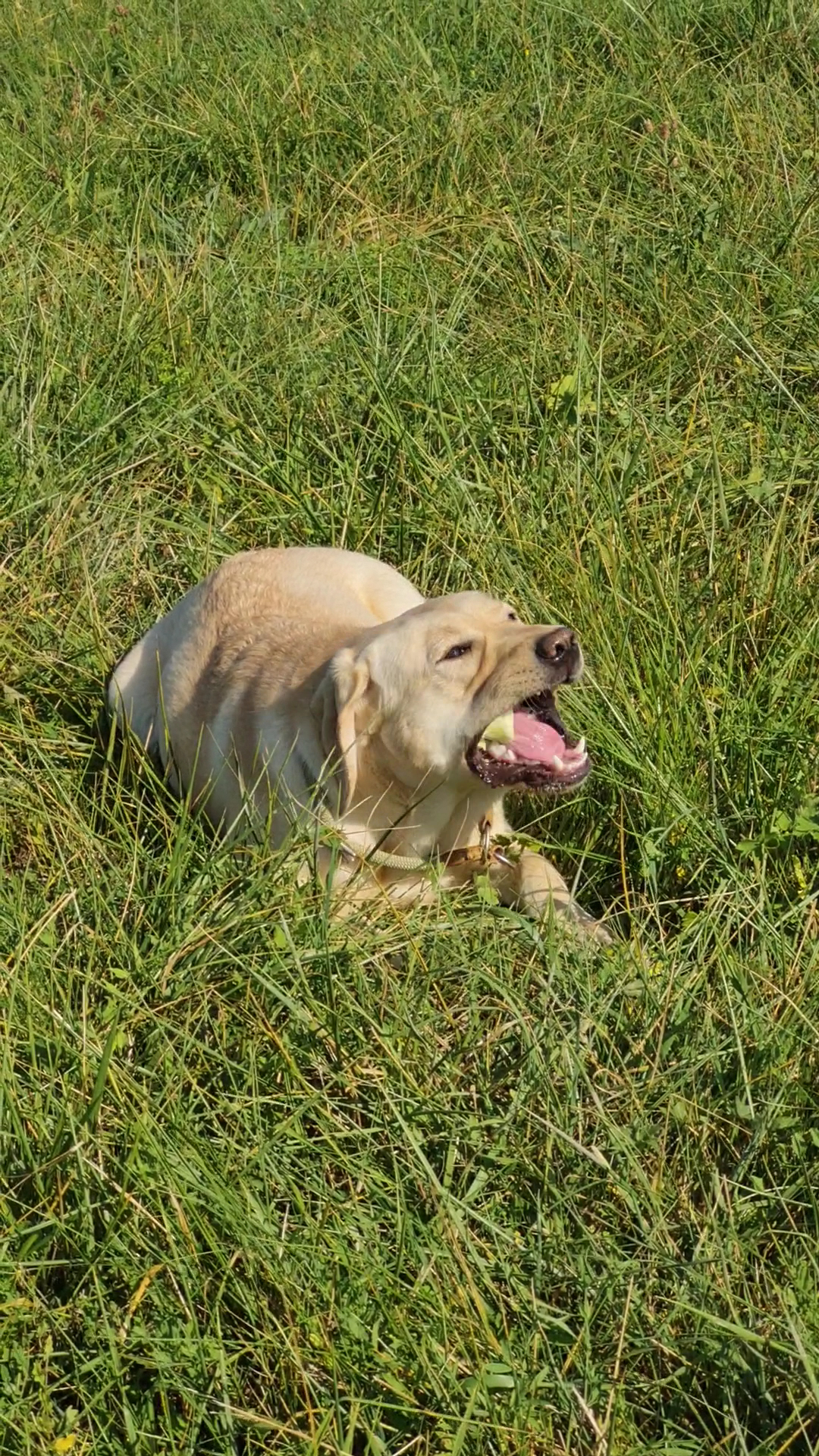 Pfotenglück vom Apfeltal — photo