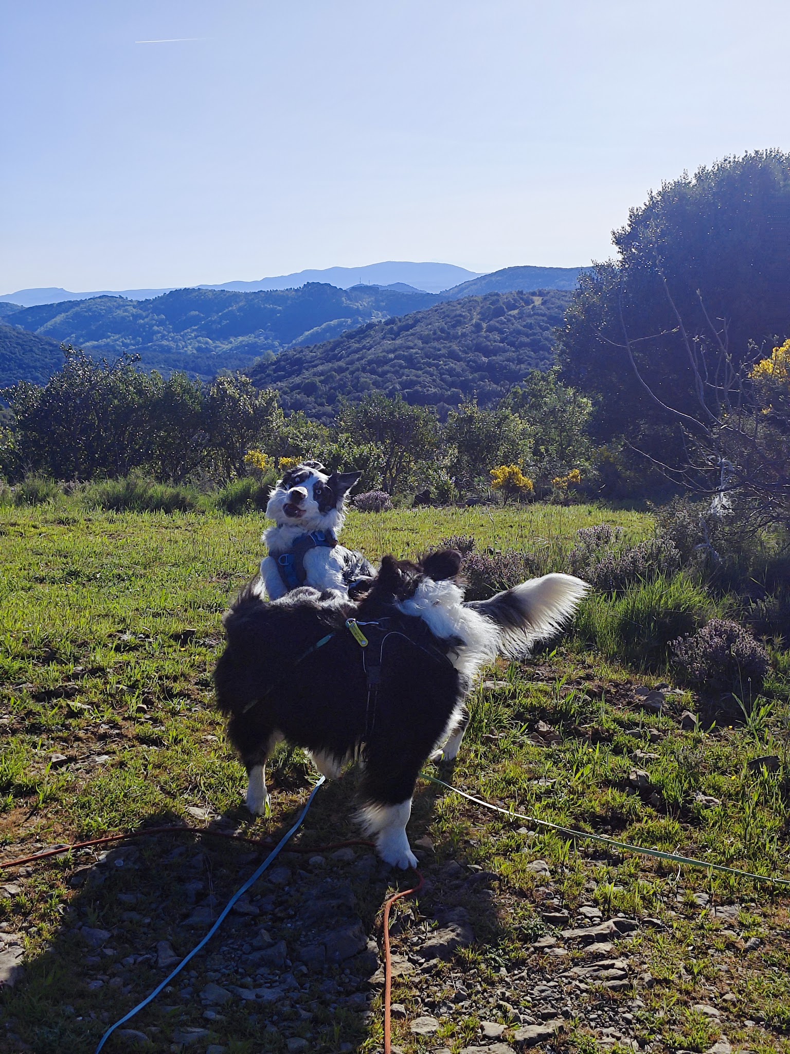 Em' & Les Animaux - Éducation & comportement canin - Services pour animaux domestiques — photo