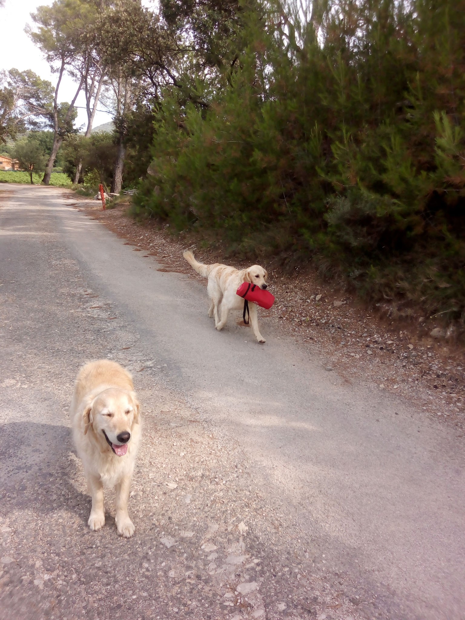 Em' & Les Animaux - Éducation & comportement canin - Services pour animaux domestiques — photo