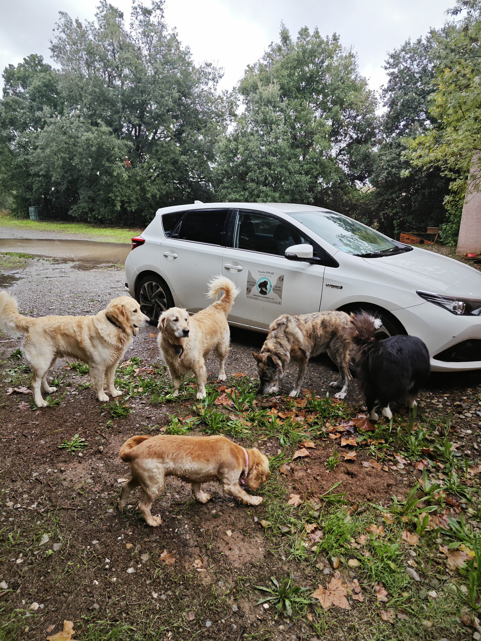 Em' & Les Animaux - Éducation & comportement canin - Services pour animaux domestiques