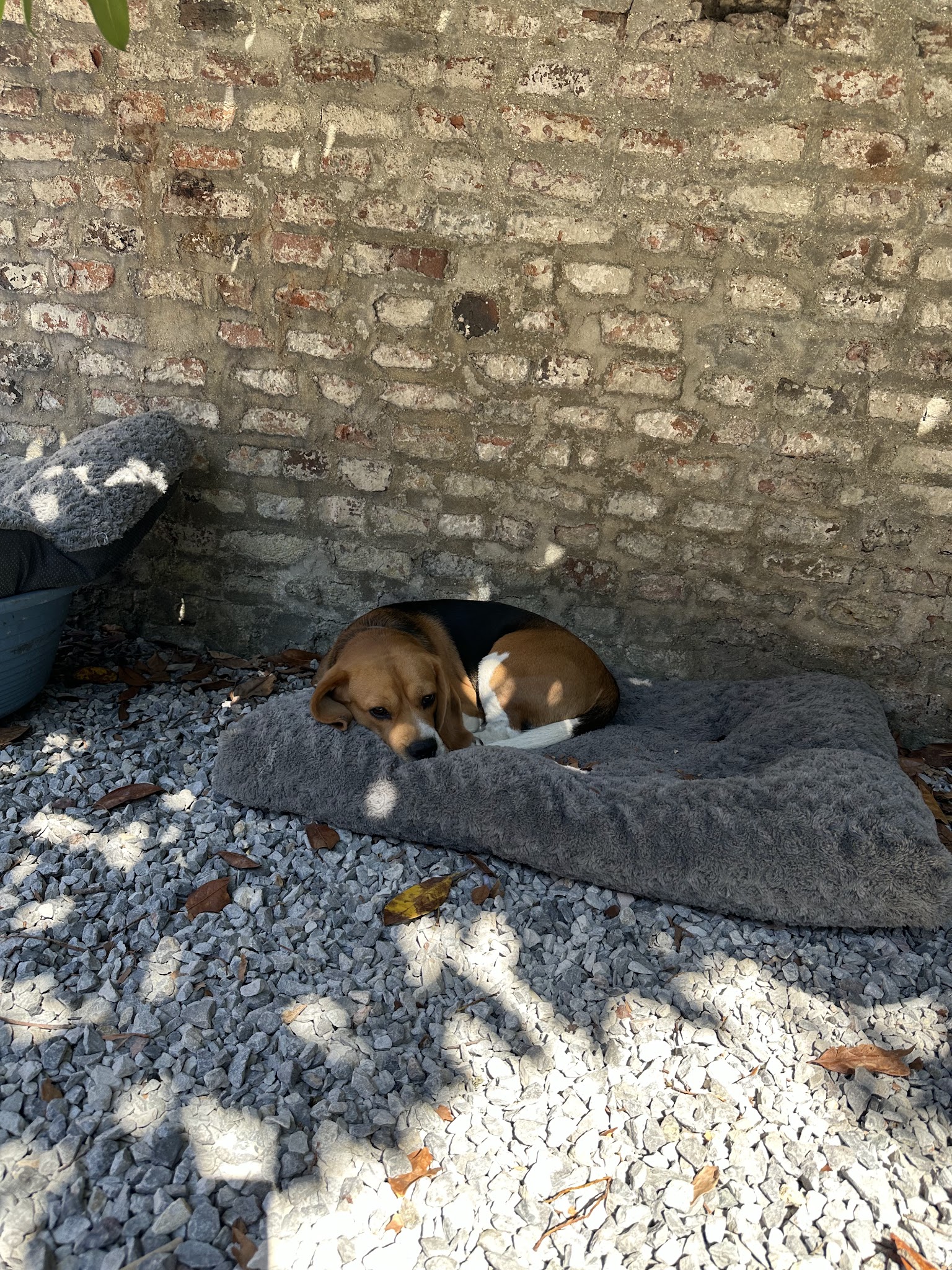 Galaxy Dog Cambrai - Centre de loisirs canin et d'éducation canine — photo