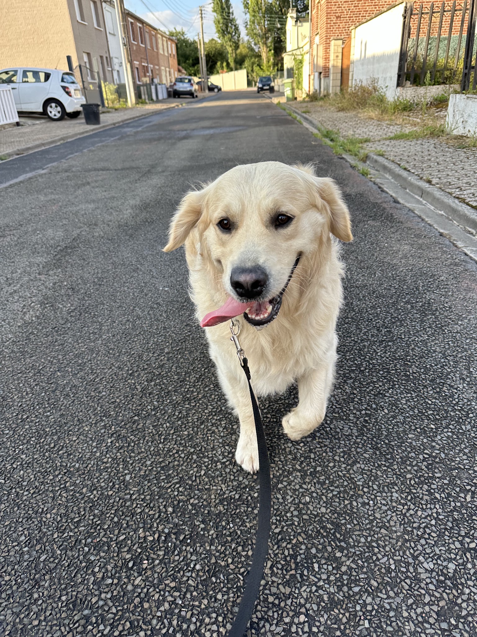 Galaxy Dog Cambrai - Centre de loisirs canin et d'éducation canine — photo