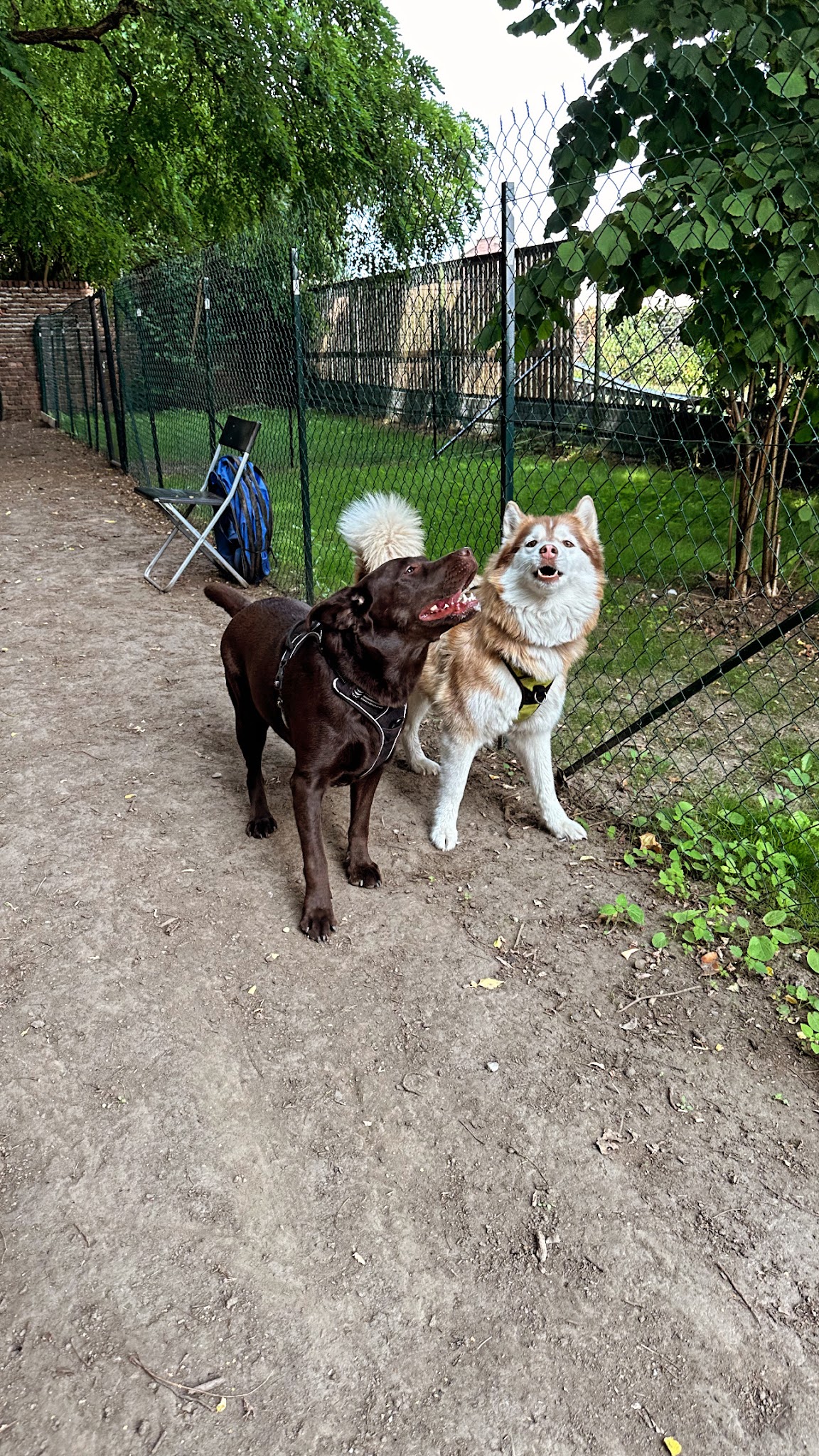 Galaxy Dog Cambrai - Centre de loisirs canin et d'éducation canine — photo