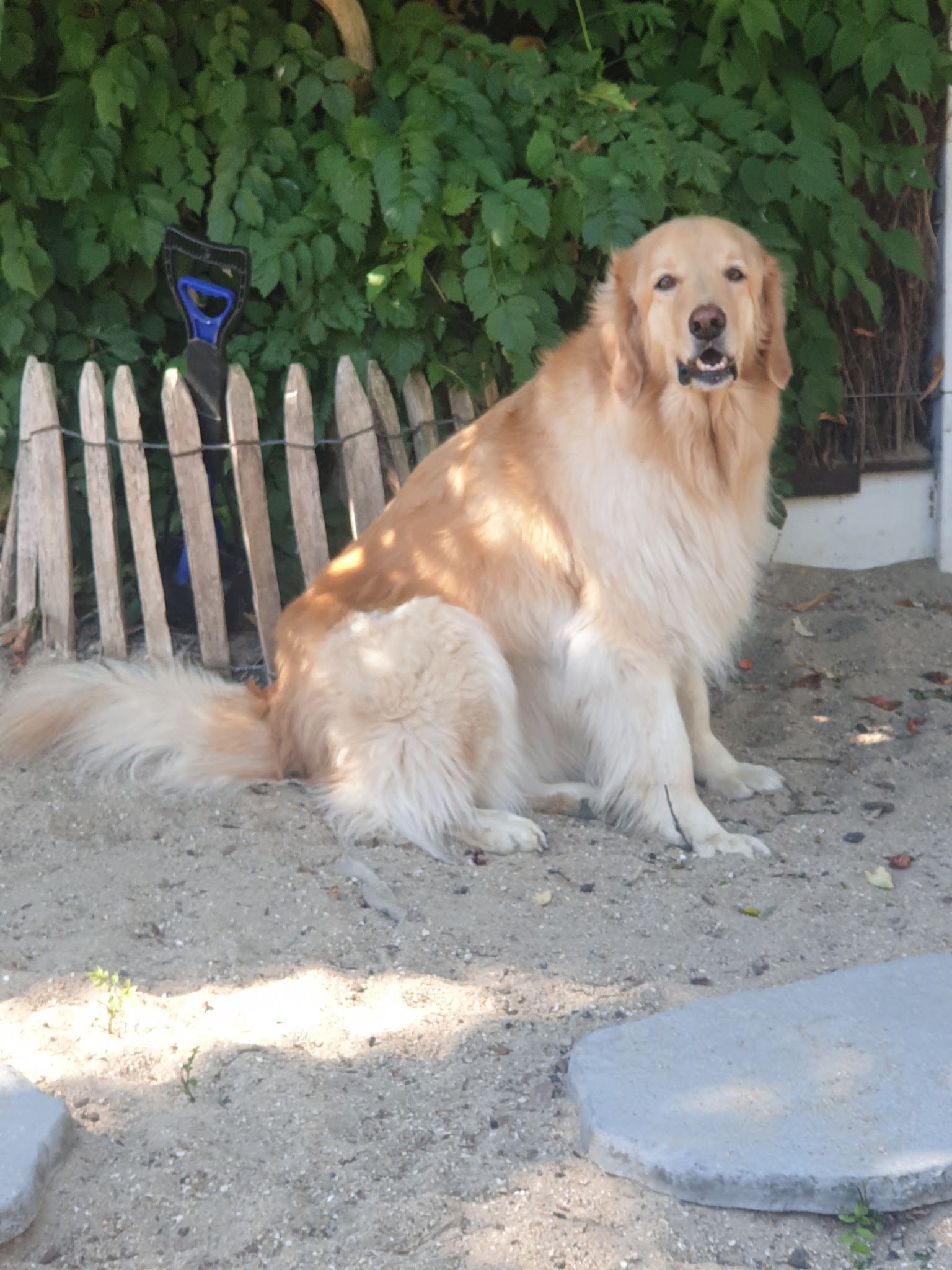 Bichonnez-moi — photo