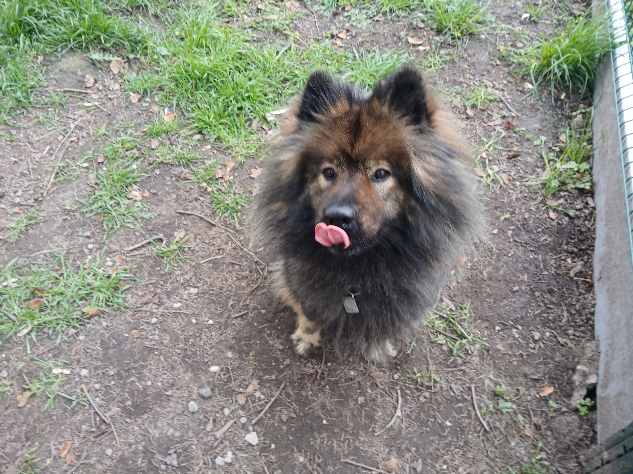 Pension canine "Au Service des Animaux" — photo