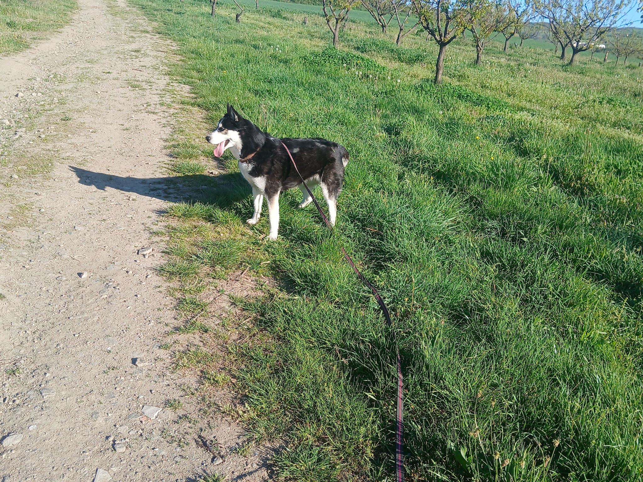 Pension canine "Au Service des Animaux"