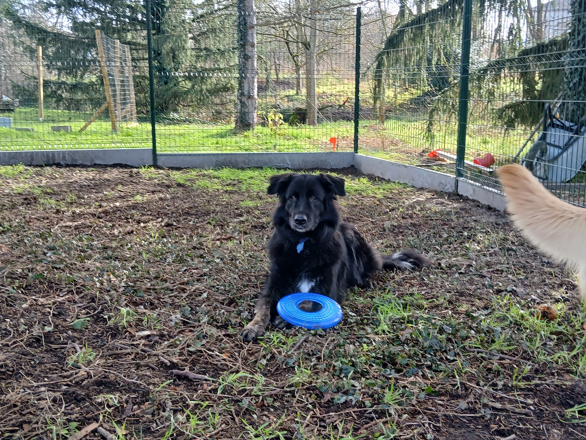 Pension canine "Au Service des Animaux" — photo
