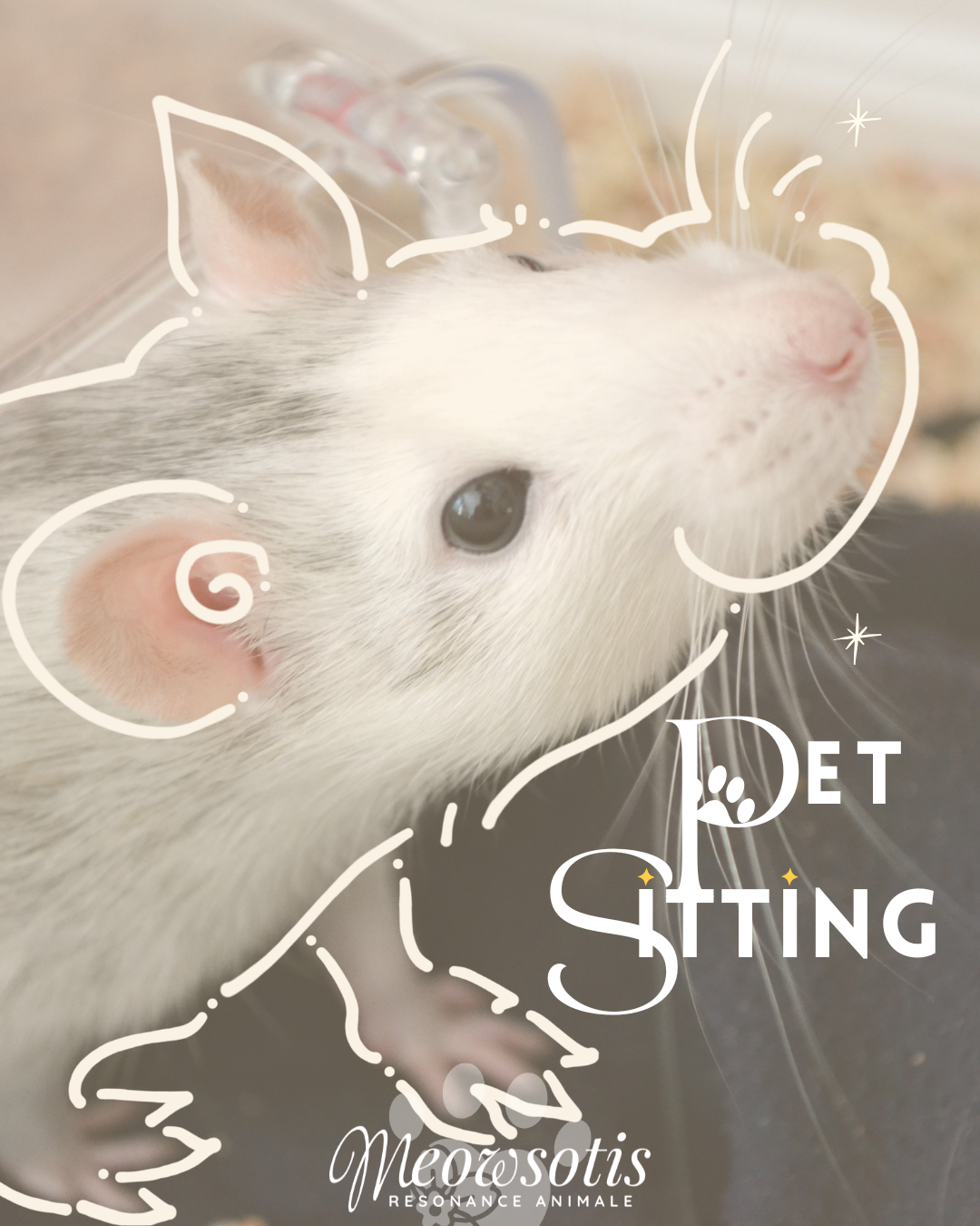 Meowsotis pet sitting Annecy - art animalier & communication animale avec Justine — photo