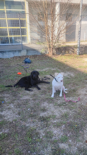 ACE Expertise Canine Yvelines - Éducateur canin spécialisé / Comportementaliste - Pension familiale🐕