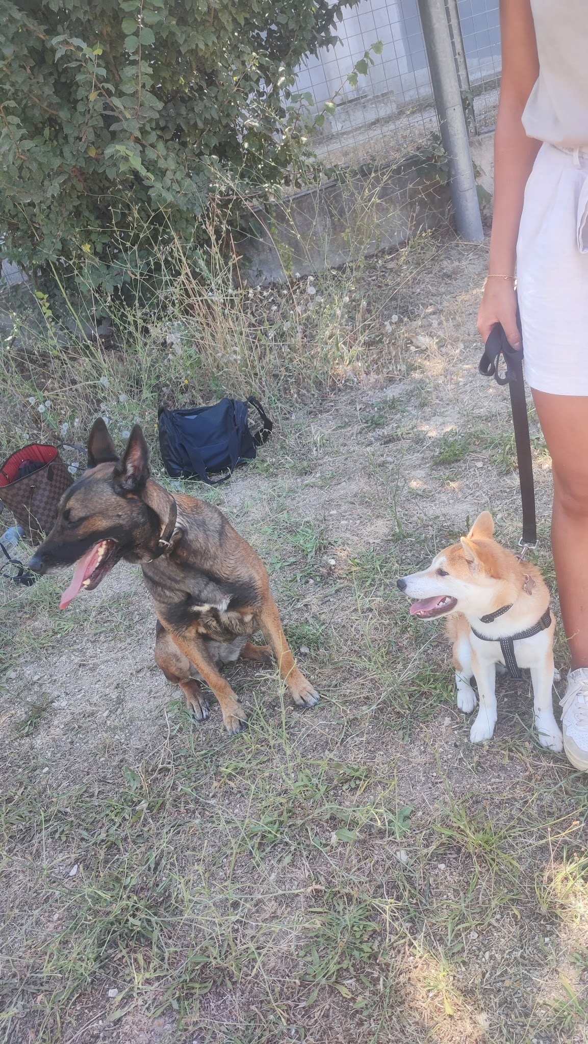 ACE Expertise Canine Yvelines - Éducateur canin spécialisé / Comportementaliste - Pension familiale🐕 — photo