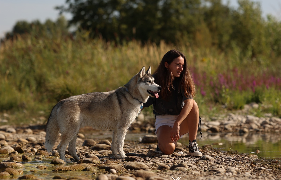 The way of dog - Education canine
