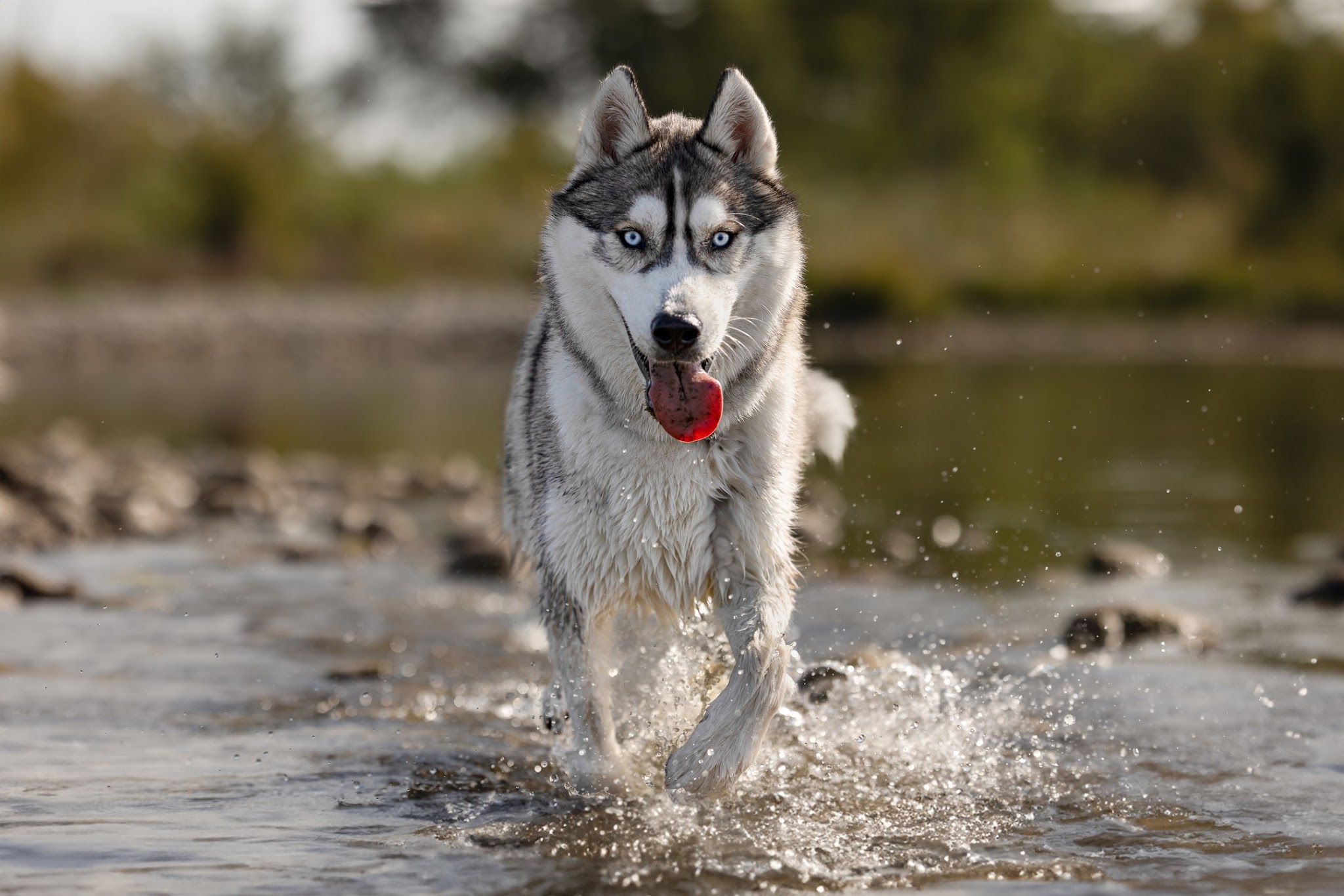 The way of dog - Education canine — photo