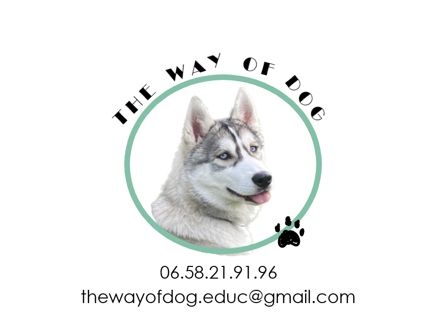 The way of dog - Education canine — photo