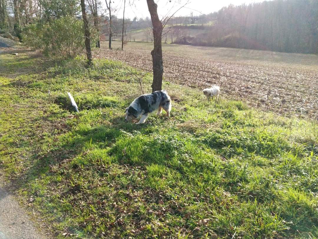 Feli'cyno « Domaine Leylou de Touyarot » — photo