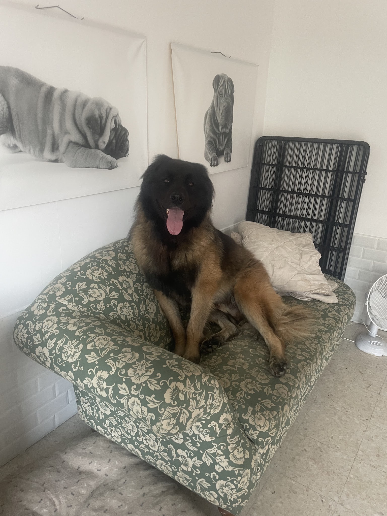 La Maison de Peïpeï - Pension canine à Méry sur Marne — photo