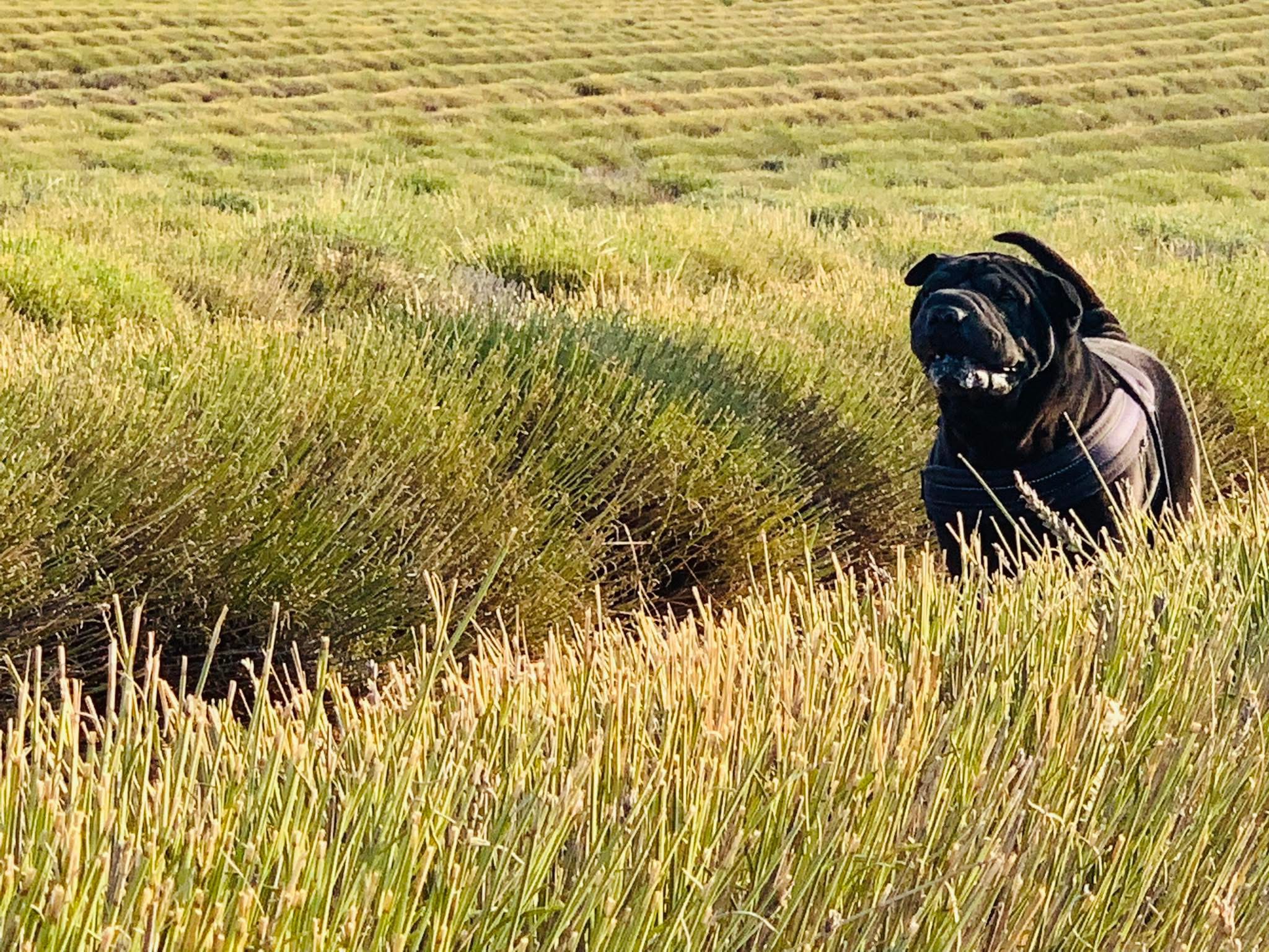 La Maison de Peïpeï - Pension canine à Méry sur Marne