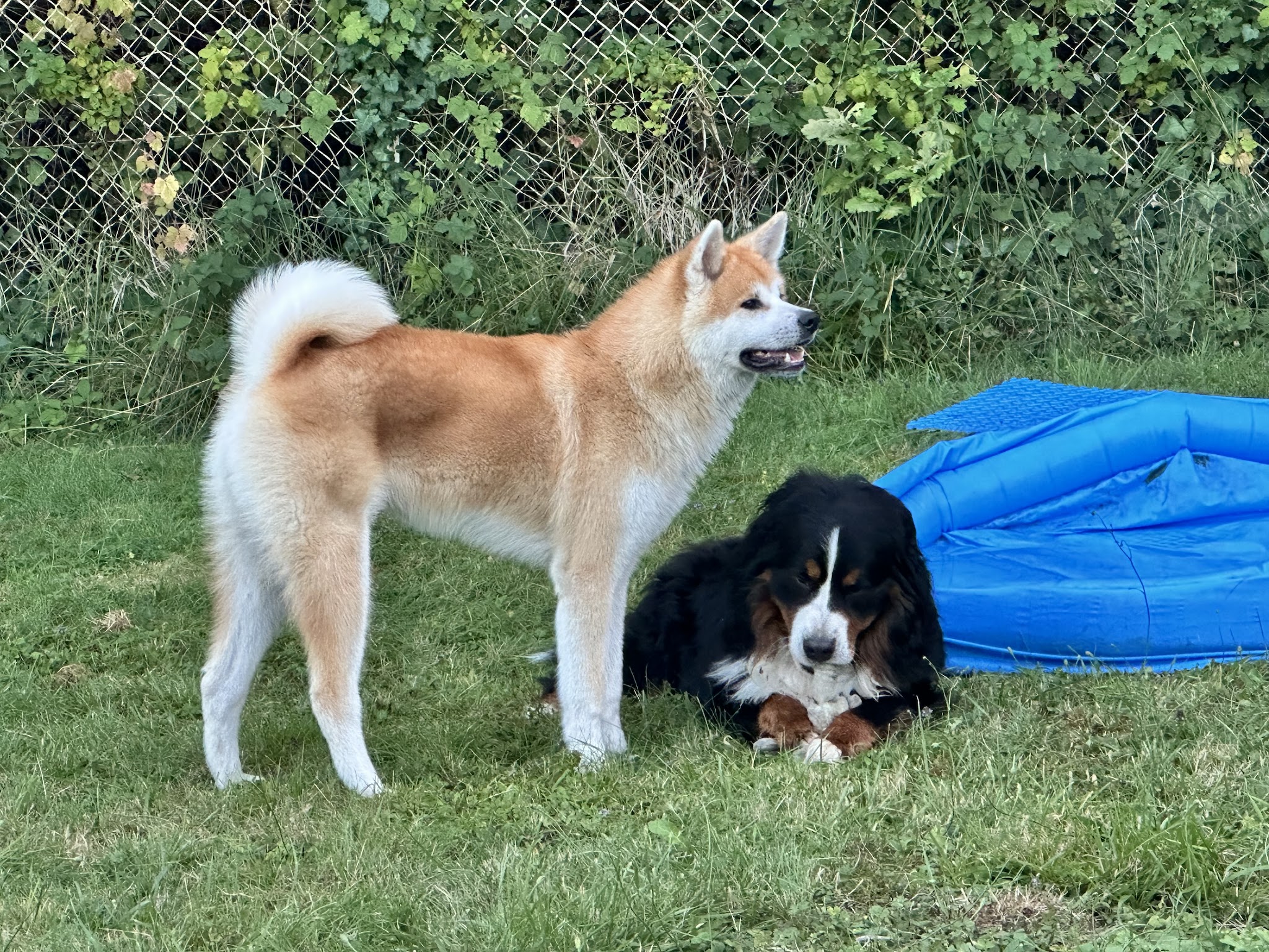 La Maison de Peïpeï - Pension canine à Méry sur Marne — photo