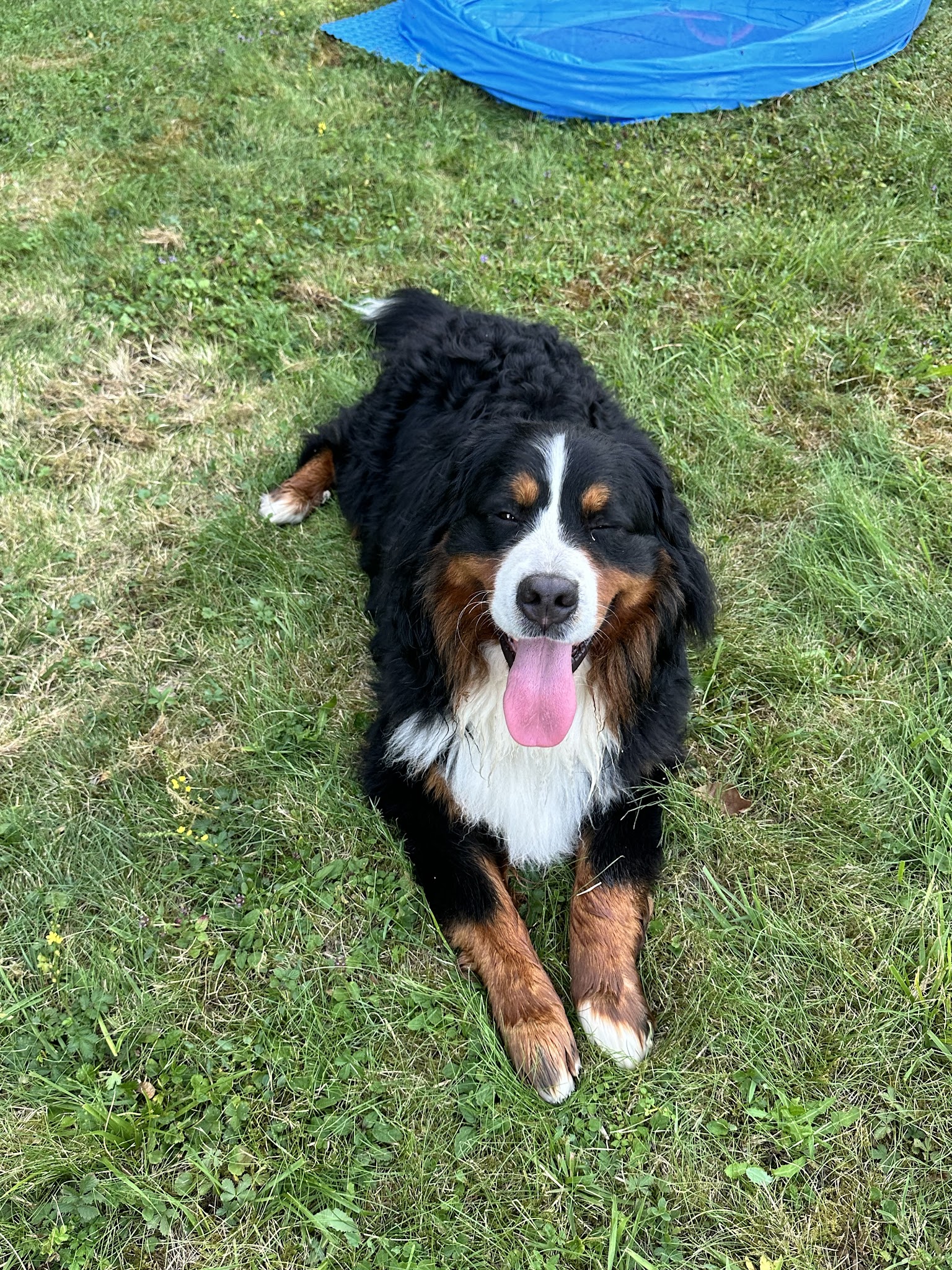 La Maison de Peïpeï - Pension canine à Méry sur Marne — photo