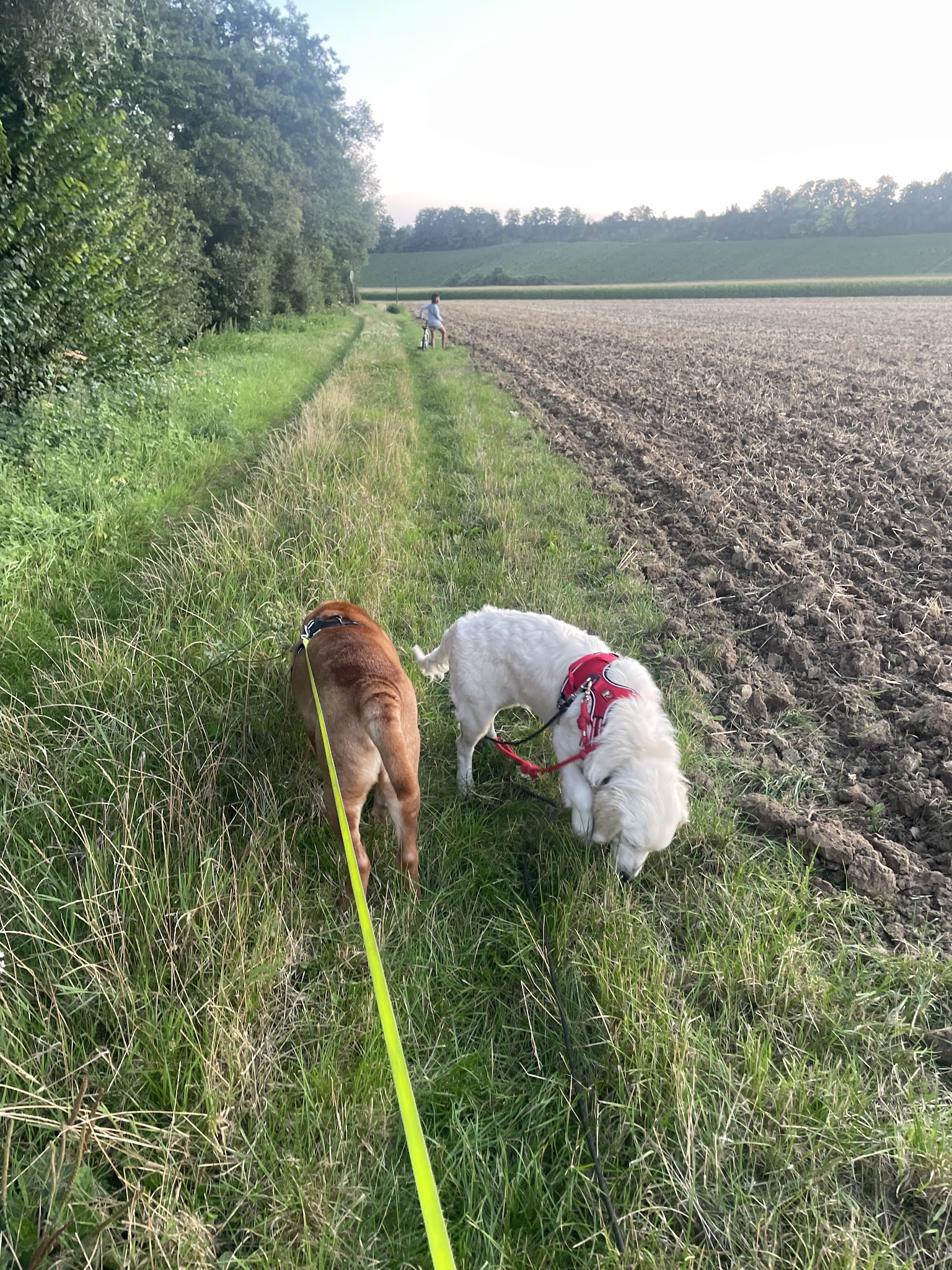 La Maison de Peïpeï - Pension canine à Méry sur Marne — photo