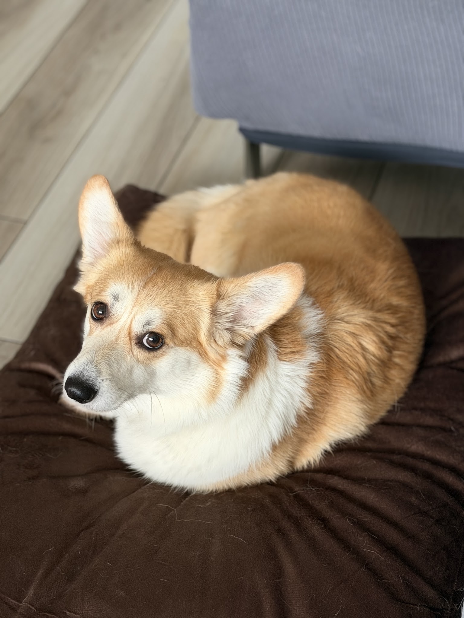 Hugo et Compagnie - petsitter