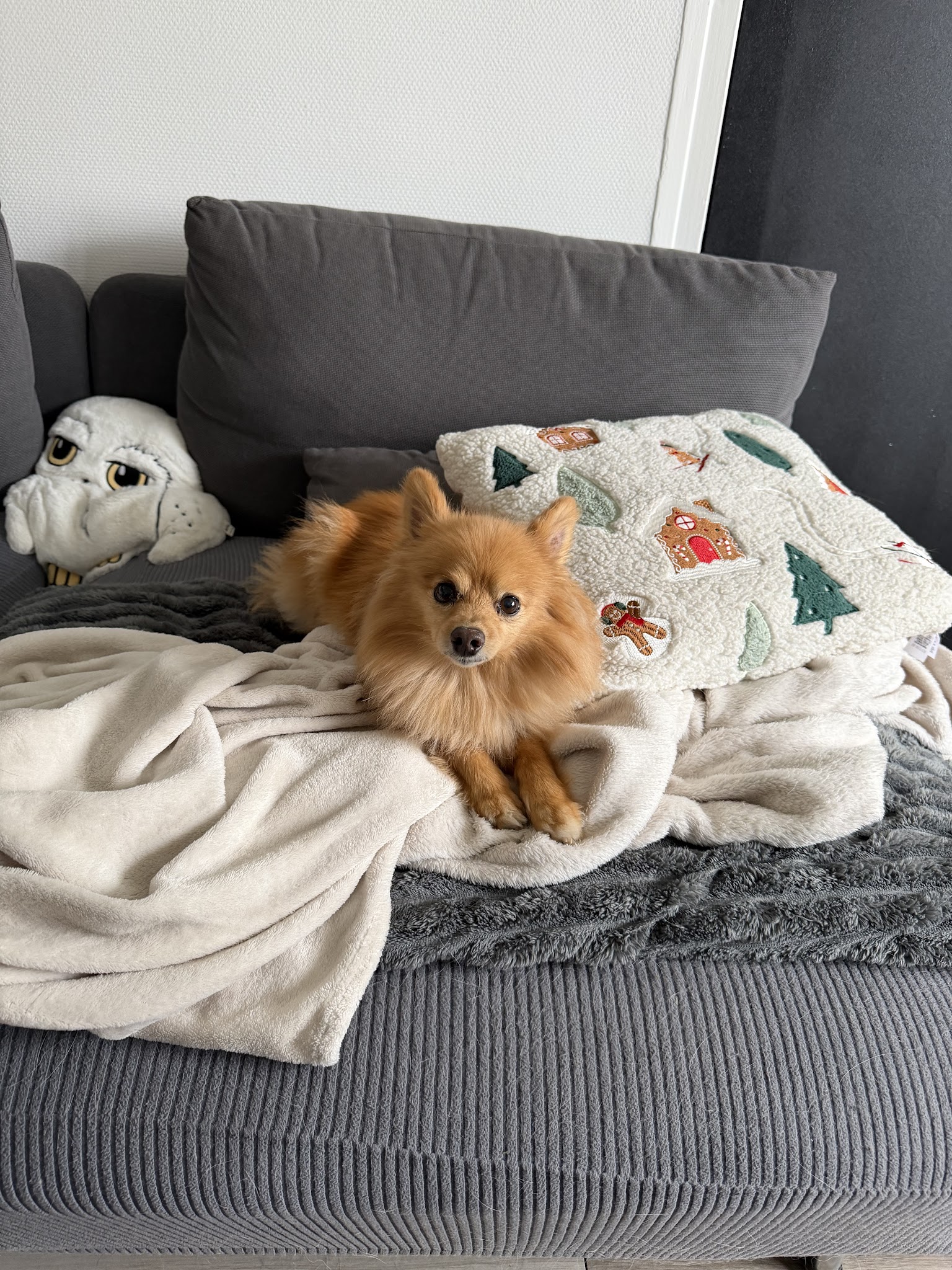 Hugo et Compagnie - petsitter — photo