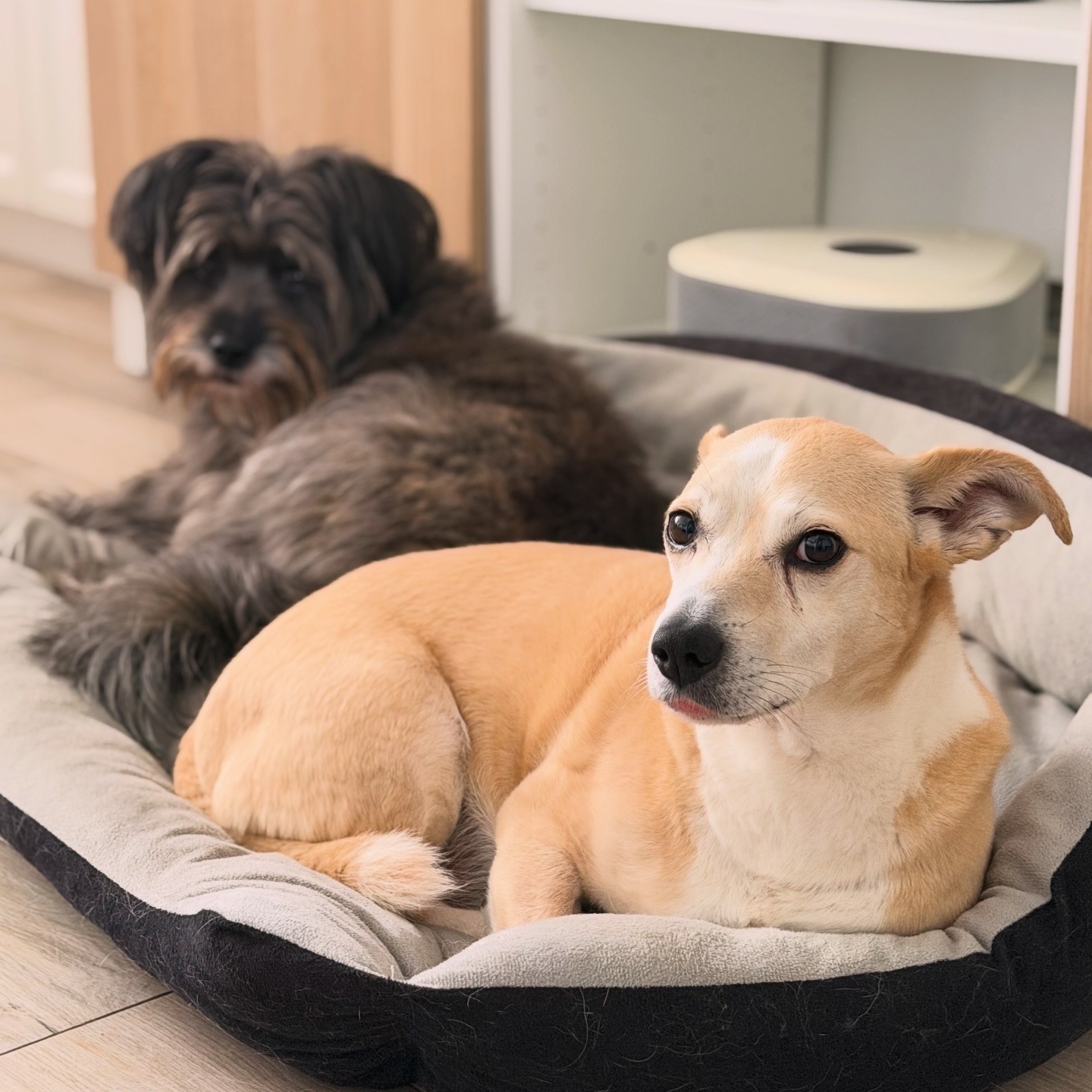 Hugo et Compagnie - petsitter — photo