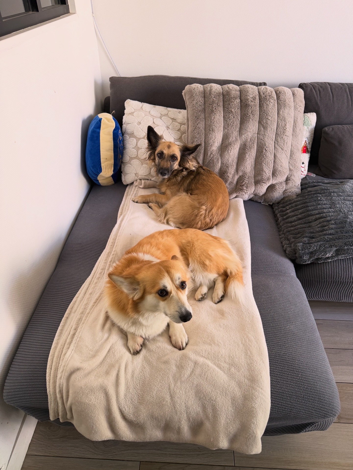 Hugo et Compagnie - petsitter — photo
