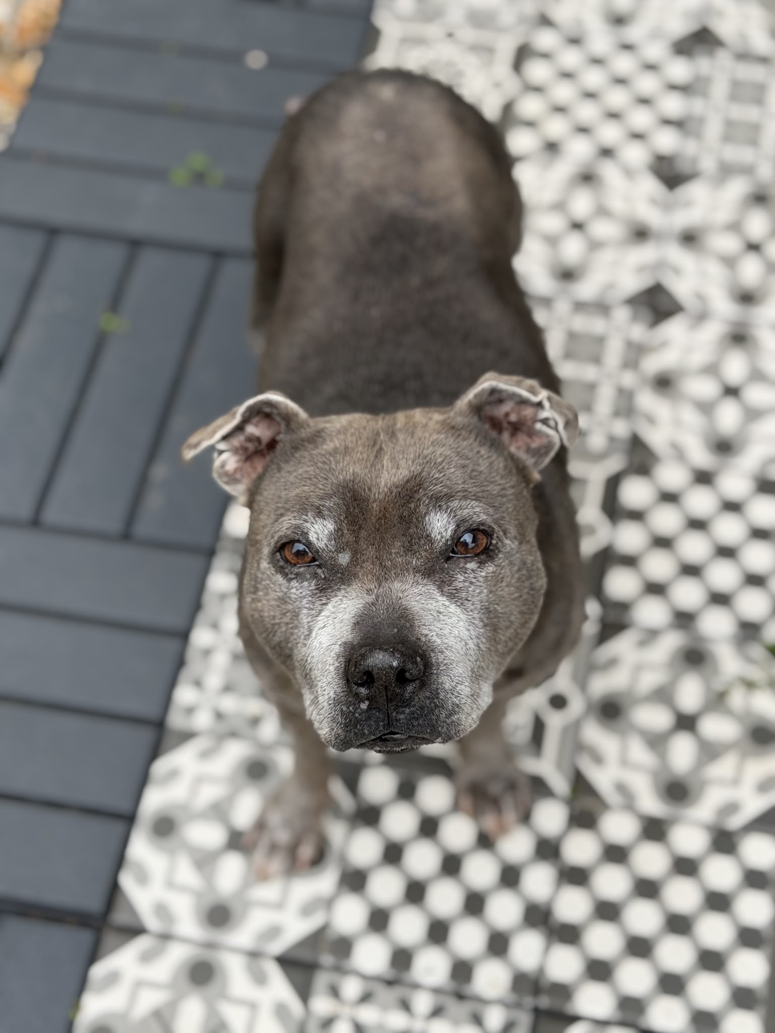 Hugo et Compagnie - petsitter — photo