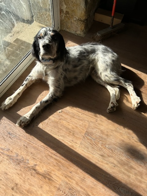 CANIJALIS - Maison de vacances pour chiens — photo