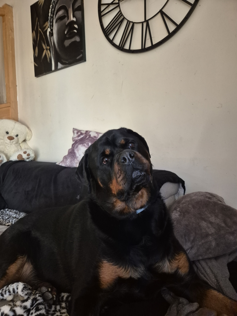 Education Canine du Bugey