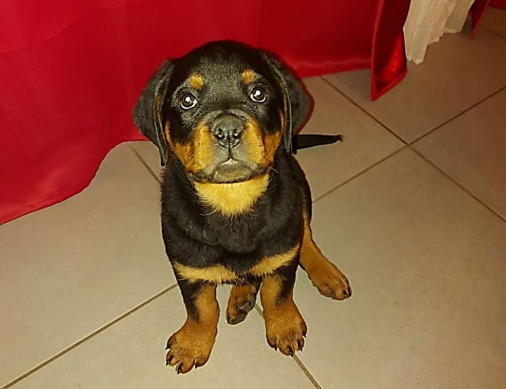 Education Canine du Bugey — photo
